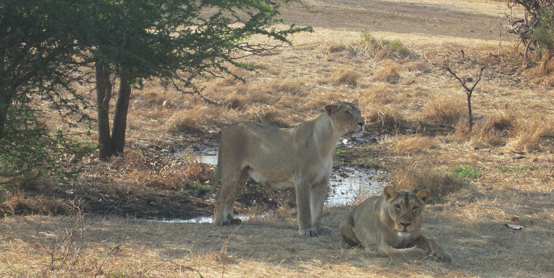 Asiatic lions at Sasan Gir